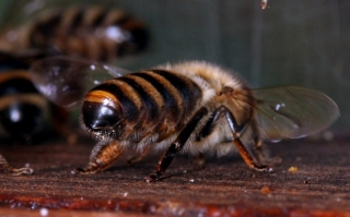 Sterzeln - eine Honigbiene sterzelt
